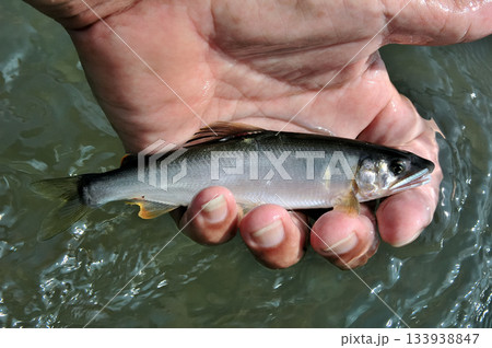 取り込んだばかりの掛かりアユ 133938847