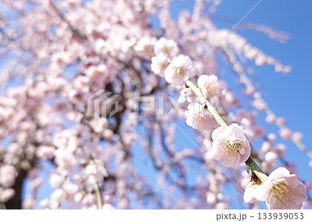 綺麗な桃色の枝垂れ梅 133939053