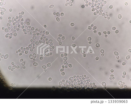 パンの発酵に使用する酵母菌 133939063