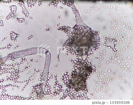 お酒を造るコウジカビの胞子の様子 133939106