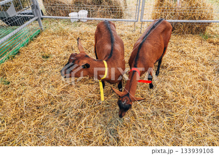 Red Buckskin Goat Posing In Meadow 133939108