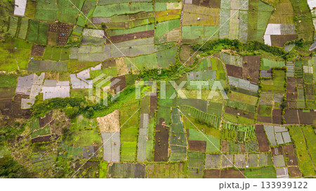 Agricultural land with sown green fields in countryside. Kayu Aro, Indonesia. Agricultural land with sown green fields in countryside. Kayu Aro, Indonesia. 133939122