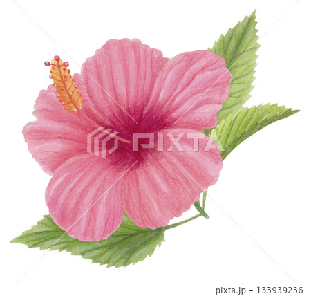 Pink hibiscus flower watercolor illustration isolated on white. Hand-drawn floral tropical clipart for botanical designs, cards. 133939236