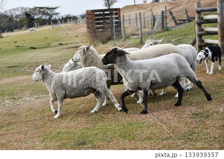 羊と牧羊犬 133939357