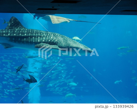 美ら海水族館のジンベエザメ 美ら海水族館のジンベエザメ 133939426