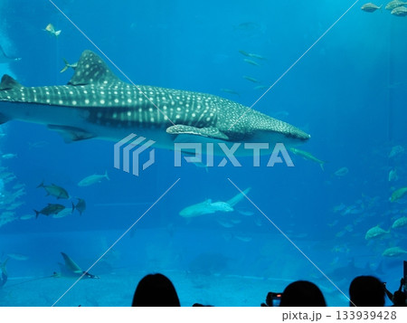 美ら海水族館のジンベエザメ 美ら海水族館のジンベエザメ 133939428