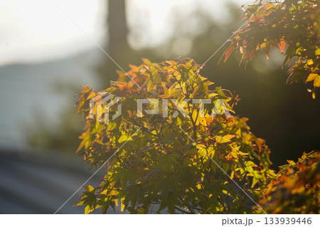 京都大原の里の紅葉が始まった楓 京都大原の里の紅葉が始まった楓 133939446