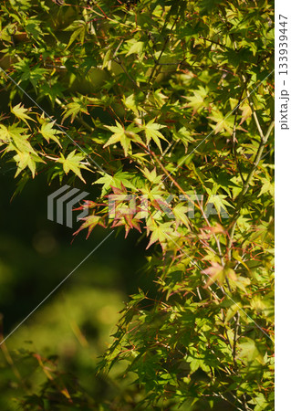 京都大原の里の紅葉が始まった楓 京都大原の里の紅葉が始まった楓 133939447