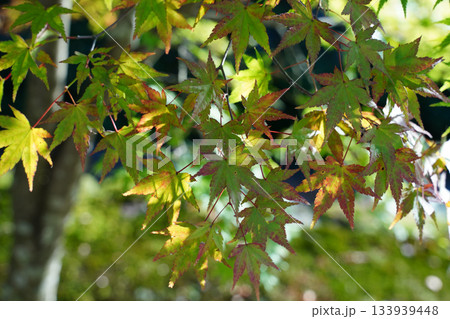京都大原の里の紅葉が始まった楓 京都大原の里の紅葉が始まった楓 133939448
