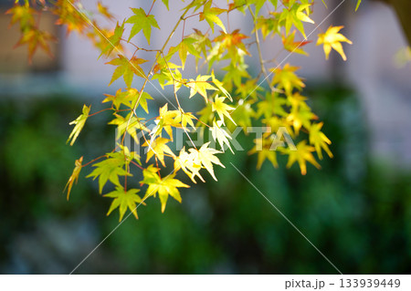 京都大原の里の紅葉が始まった楓 133939449