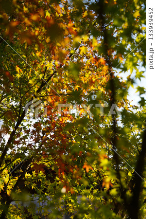 京都大原の里の紅葉が始まった楓 133939452