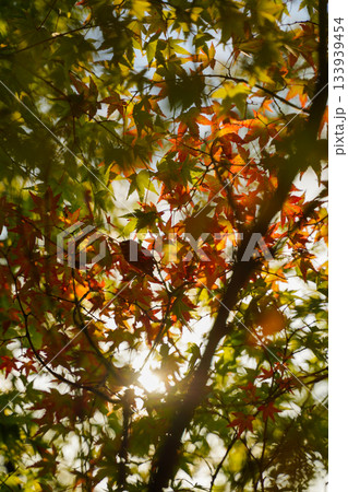 京都大原の里の紅葉が始まった楓 京都大原の里の紅葉が始まった楓 133939454