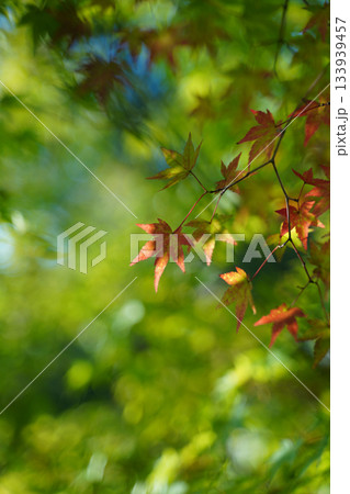 京都大原の里の紅葉が始まった楓 京都大原の里の紅葉が始まった楓 133939457