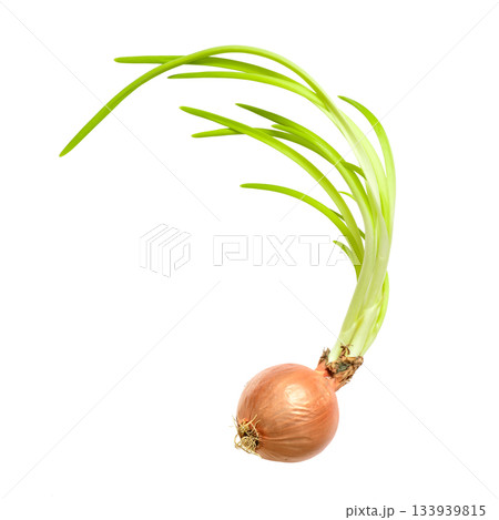 Old sprouted forgotten onion with long green feathers and roots white background Old sprouted forgotten onion with long green feathers and roots white background 133939815