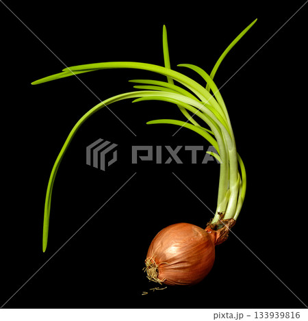 Old sprouted forgotten onion with long green feathers and crumbling roots black background Old sprouted forgotten onion with long green feathers and crumbling roots black background 133939816