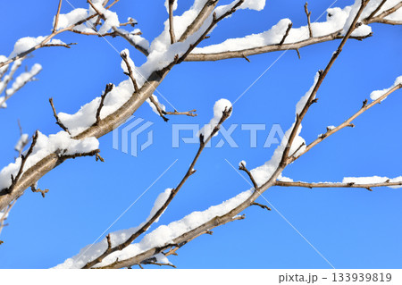 The severity of the tree branches overed with snow sunny winter day blue sky 133939819