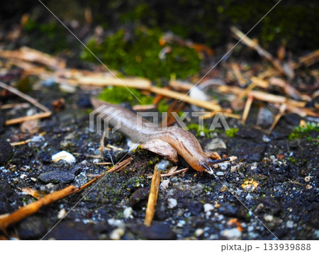 ナメクジ 133939888