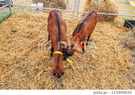 Red Buckskin Goat Posing In Meadow Red Buckskin Goat Posing In Meadow 133940030