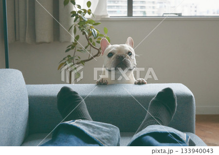 ソファから顔を出す犬 ソファから顔を出す犬 133940043