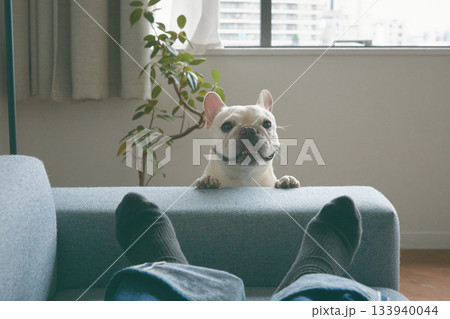 ソファから顔を出す犬 133940044