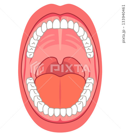 口の中　口腔内の構造 133940461