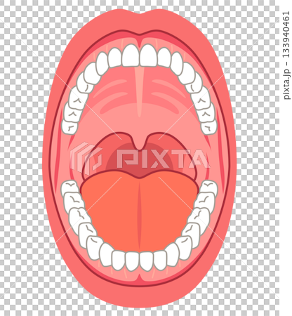 口腔內部：口腔結構 133940461