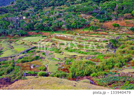 廃村の末、かつての畑は荒れ地となった野崎島の景観 廃村の末、かつての畑は荒れ地となった野崎島の景観 133940479