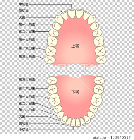 牙齒的名稱：牙列 133940517