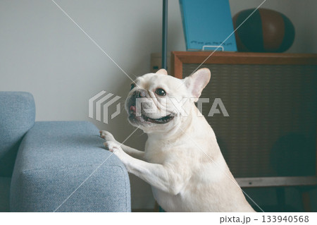 ソファから顔を出す犬 133940568