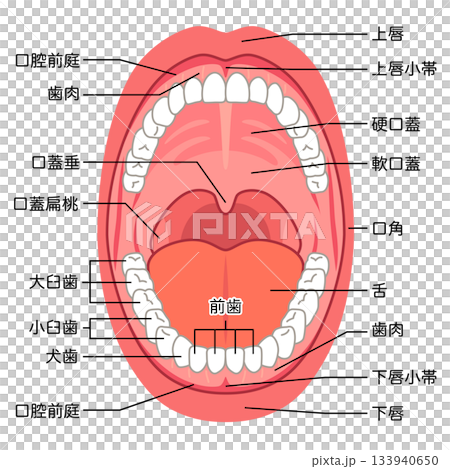 Inside the mouth: Oral cavity structure Inside the mouth: Oral cavity structure 133940650