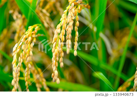 Rice. A large area of rice seedlings growing in the fields of Korea. Rice. A large area of rice seedlings growing in the fields of Korea. 133940673