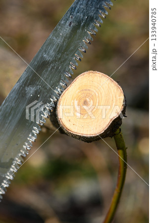 Thick branch tree sharp edges saw closeup detailed gardening equipment embracing a tree branch springtime garden work Thick branch tree sharp edges saw closeup detailed gardening equipment embracing a tree branch springtime garden work 133940785