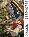 Pruning tree loppers stik closeup detailed view special gardening scissors equipment knife embracing a tree branch springtime garden work 133940786