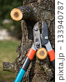 Pruning tree loppers stik closeup detailed view special gardening scissors equipment knife embracing a tree branch springtime garden work 133940787