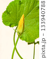 Tender squash zucchini vegetable marrow Flower plant against the background of leaves 133940788