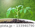 Young Tomato Plant Sprout in white Pot organic gardening Selective focus. 133940790