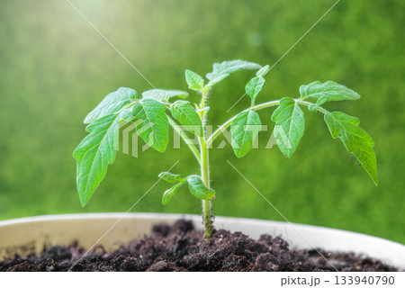 Young Tomato Plant Sprout in white Pot organic gardening Selective focus. 133940790