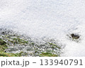 Melted snow mold on the lawn grass on the soil. Frame loose snow shiny ice transition from winter to spring 133940791