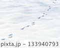 Animal tracks in snow. Tracks of a hare in a snow covered winter field 133940793