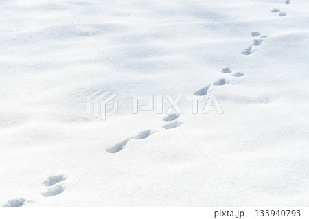 Animal tracks in snow. Tracks of a hare in a snow covered winter field 133940793