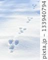Animal tracks in snow. Tracks of a hare in a snow covered winter field 133940794