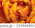 View of beautiful orange tulip flower illuminated by soft light 133940850