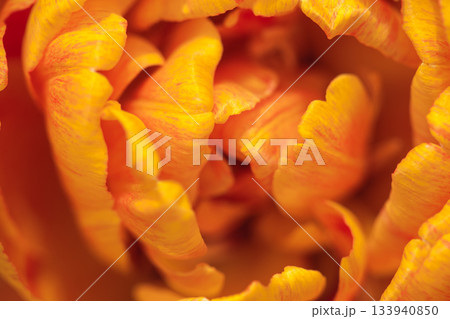 View of beautiful orange tulip flower illuminated by soft light 133940850