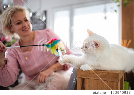 Woman playing with white domestic cat at home Woman playing with white domestic cat at home 133940938