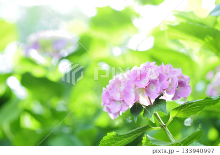 梅雨時期の花　紫陽花 133940997