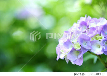 梅雨時期の花　紫陽花 133940998