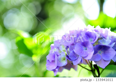梅雨時期の花　紫陽花 133941011