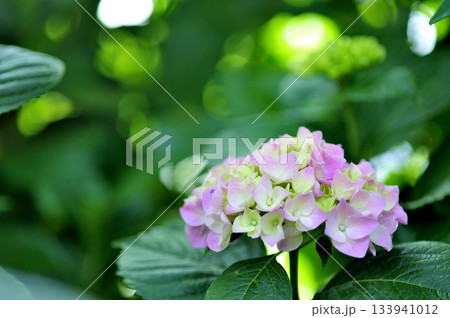 梅雨時期の花　紫陽花 133941012