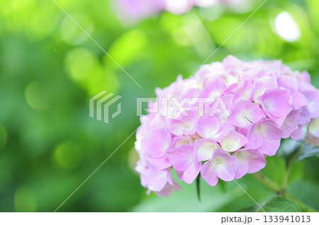 梅雨時期の花　紫陽花 133941013