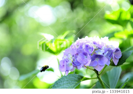 梅雨時期の花　紫陽花 133941015